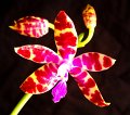 Phal. bastianii 'Angel Orchids' (2)